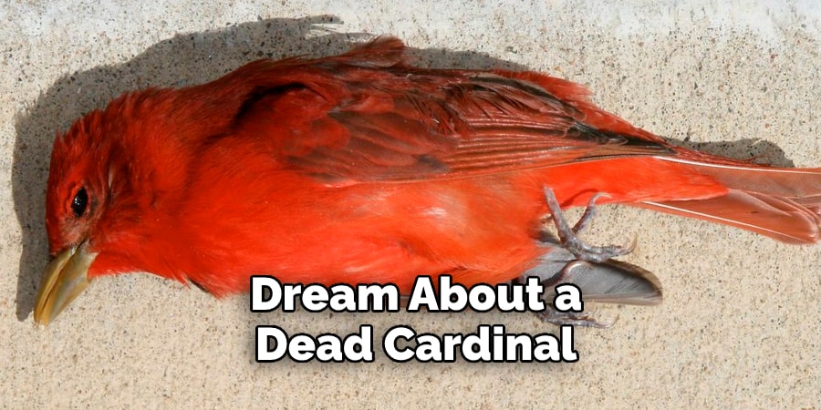 Dream About a  Dead Cardinal