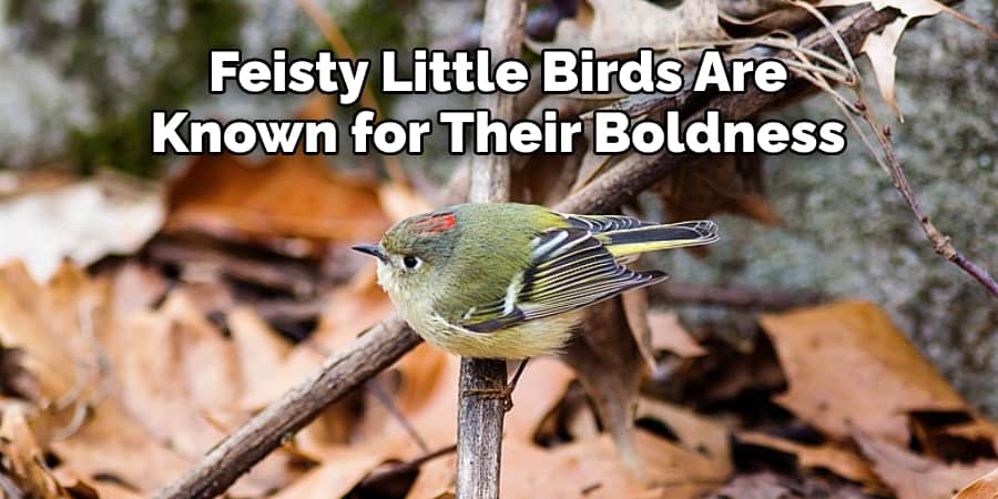  Feisty Little Birds Are  Known for Their Boldness