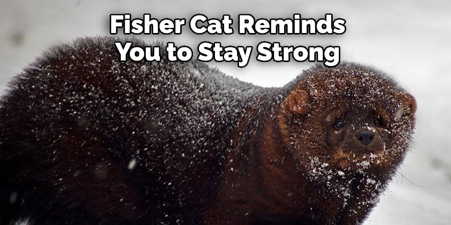 Fisher Cat Reminds  You to Stay Strong