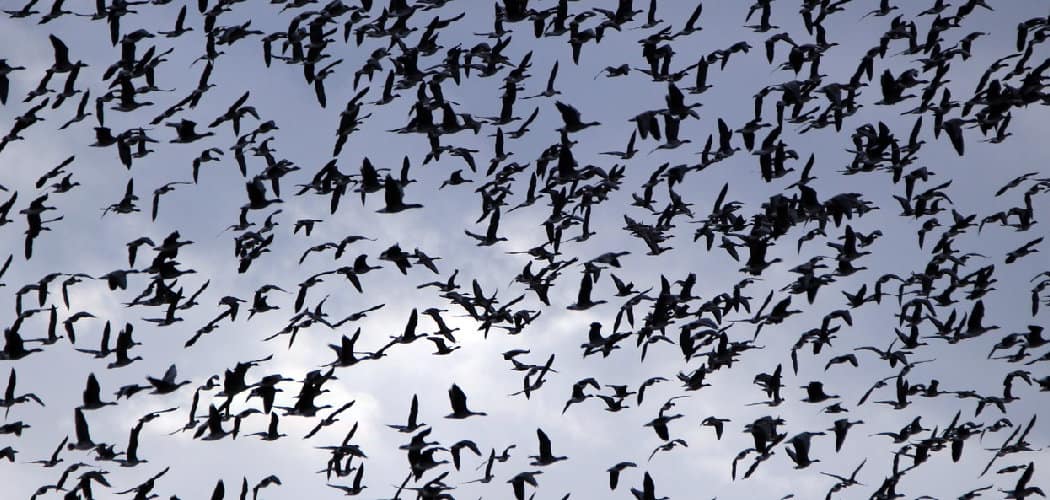 Flock of Birds Dream Meaning