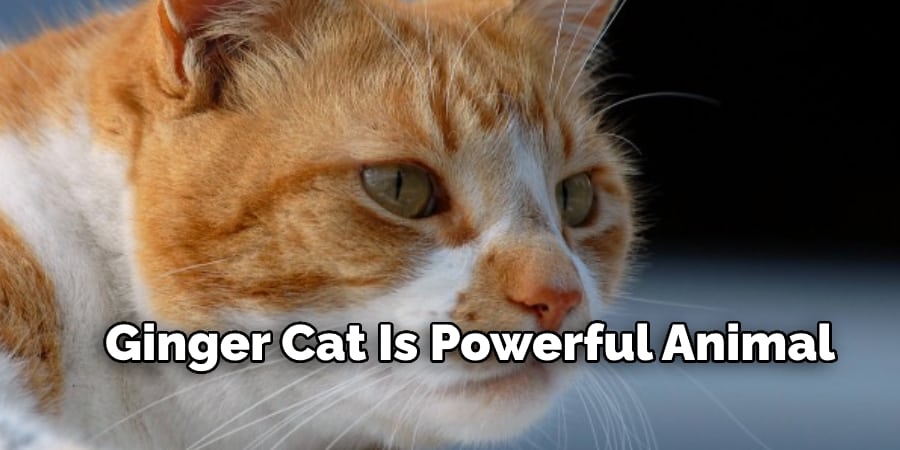 Ginger Cat Is Powerful Animal