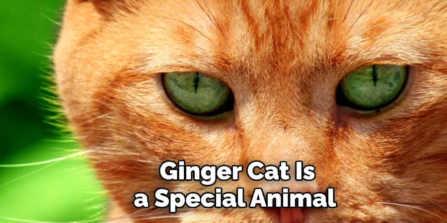 Ginger Cat Is a Special Animal 