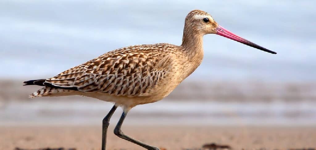 Godwit Meaning