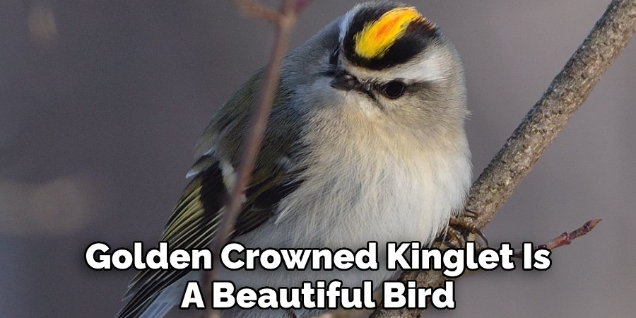 Golden Crowned Kinglet Is  A Beautiful Bird