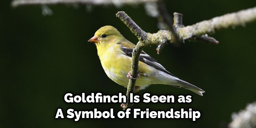  Goldfinch Is Seen as  A Symbol of Friendship