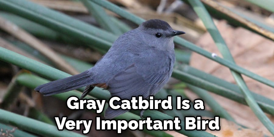 Gray Catbird Is a  Very Important Bird