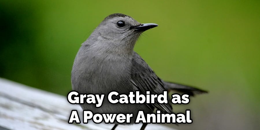 Gray Catbird as  A Power Animal