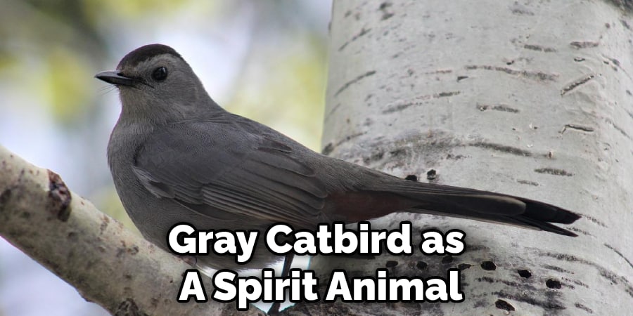 Gray Catbird as  A Spirit Animal