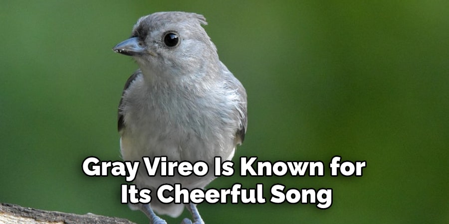 Gray Vireo Is Known for  Its Cheerful Song.