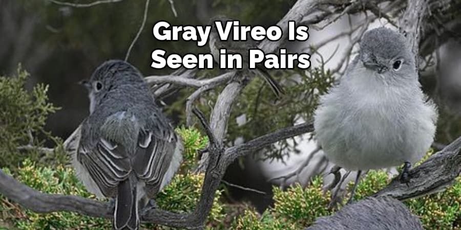 Gray Vireo Is Seen in Pairs