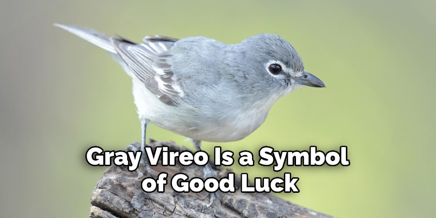 Gray Vireo Is a Symbol  of Good Luck