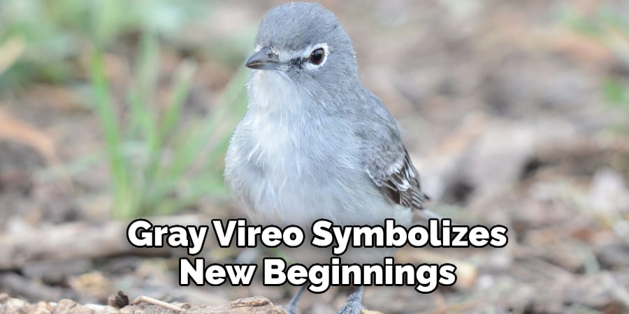 Gray Vireo Symbolizes New Beginnings