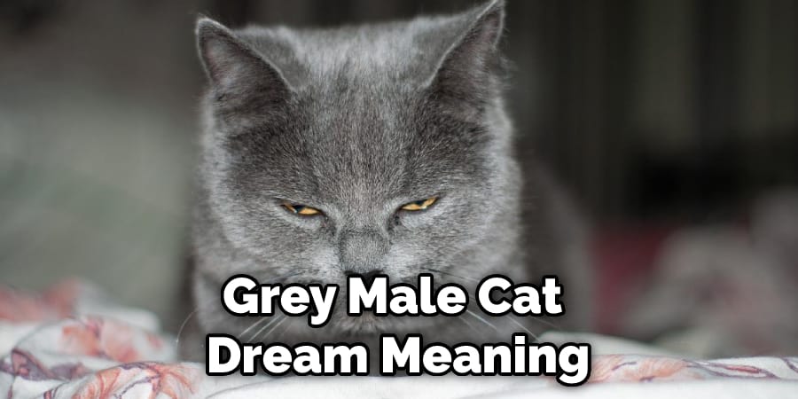 Grey Male Cat  Dream Meaning