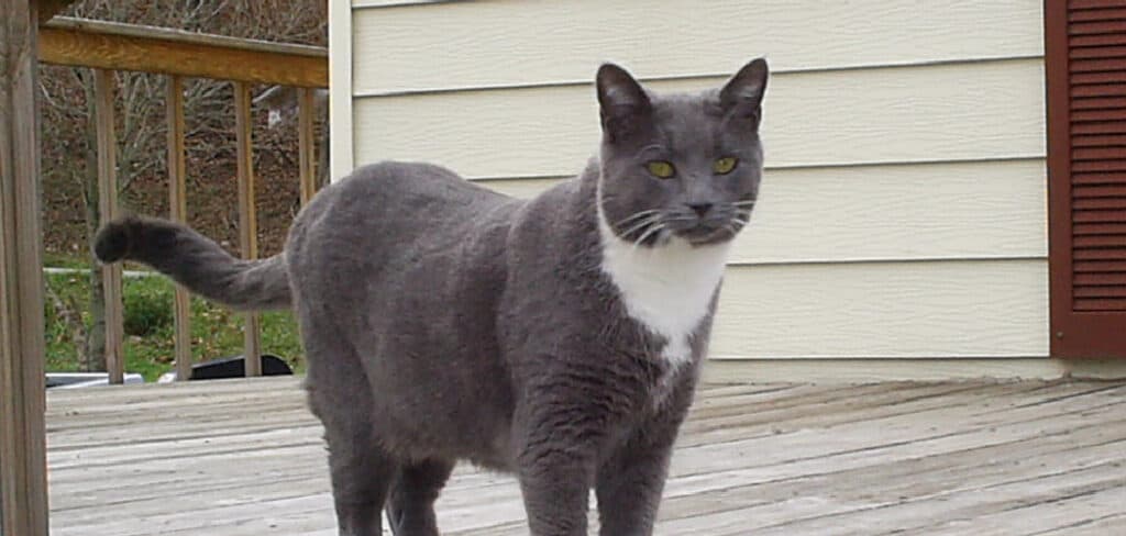 Grey Male Cat Meaning