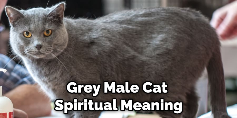 Grey Male Cat  Spiritual Meaning