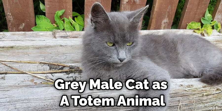 Grey Male Cat as  A Totem Animal