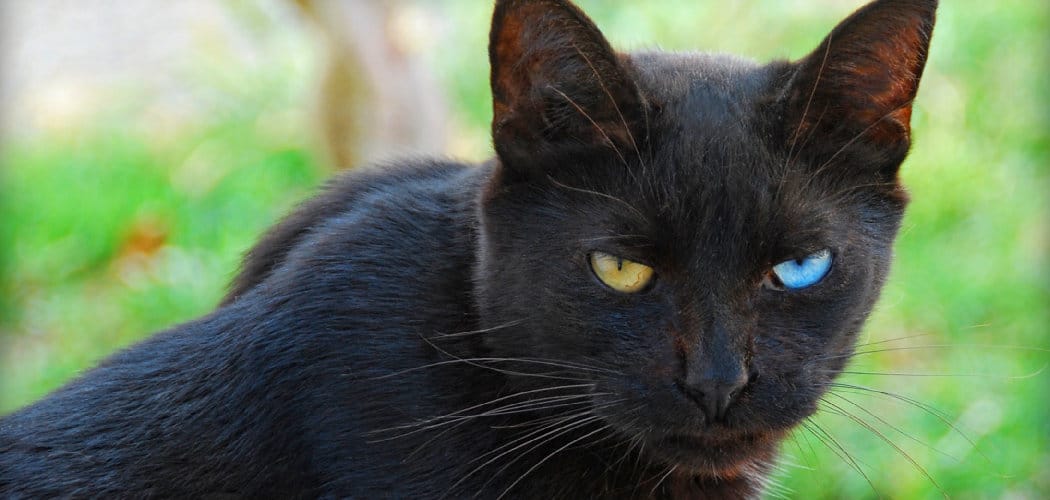 Heterochromia Black Cat Meaning