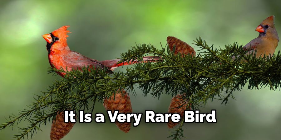 It Is a Very Rare Bird