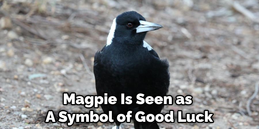 Magpie Is Seen as  A Symbol of Good Luck