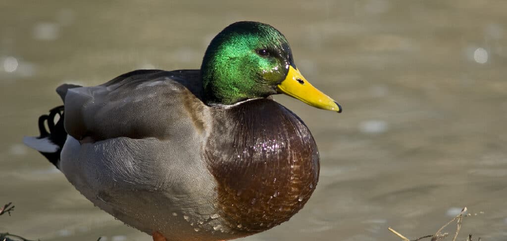 Mallard Duck Spiritual Meaning