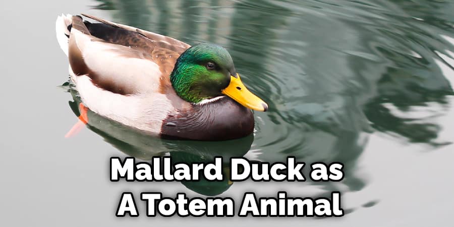 Mallard Duck as  A Totem Animal