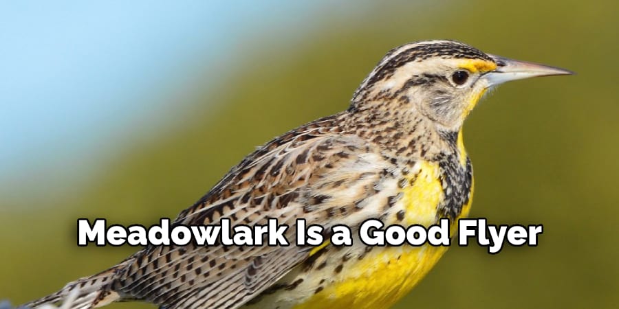 Meadowlark Is a Good Flyer