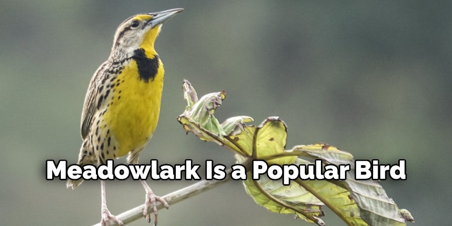 Meadowlark Is a Very Popular Bird