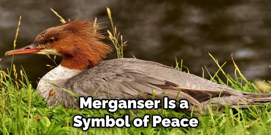 Merganser Is a  Symbol of Peace