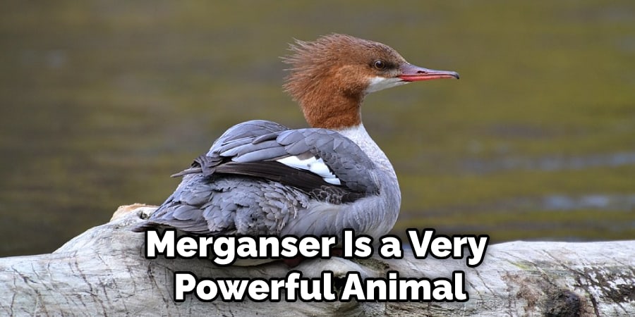 Merganser Is a Very  Powerful Animal