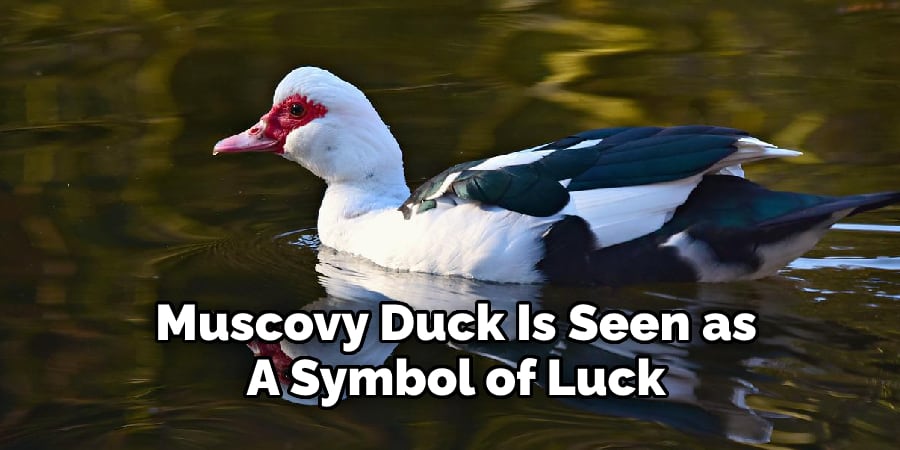 Muscovy Duck Is Seen as A Symbol of Luck