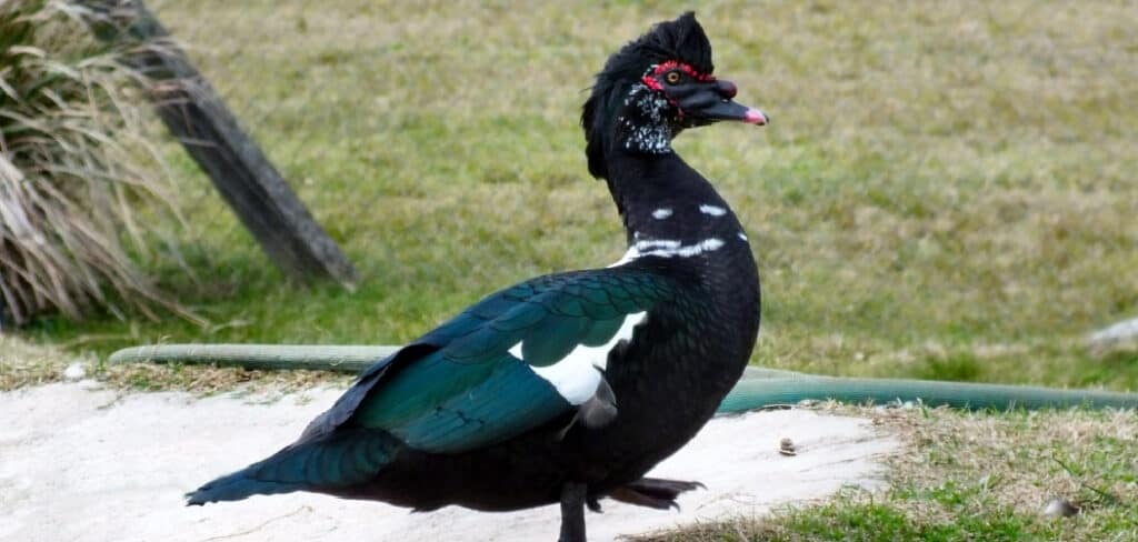 Muscovy Duck Spiritual Meaning