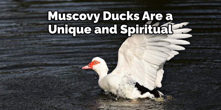 Muscovy Ducks Are a  Unique and Spiritual