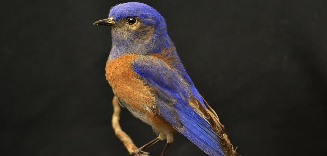 Bluebird Spiritual Meaning