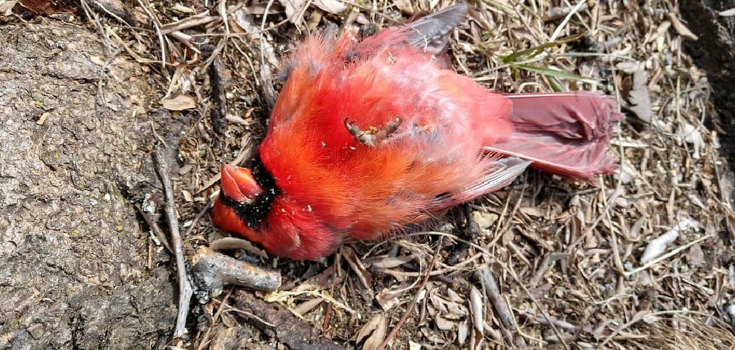 Dead Cardinal Dream Meaning