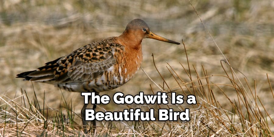 The Godwit Is a Beautiful Bird 