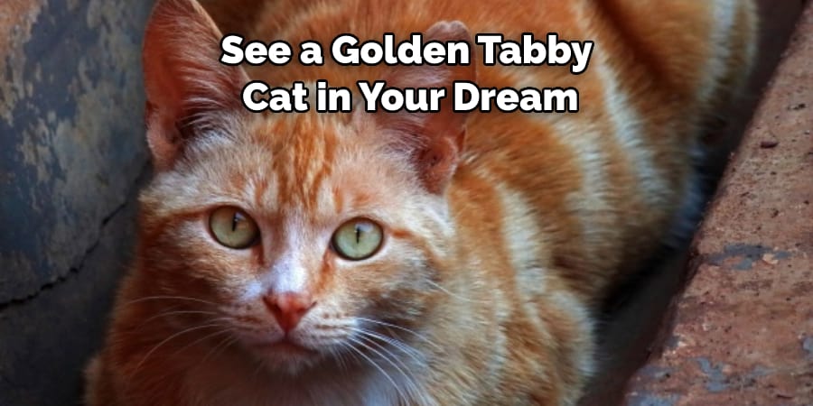 See a Golden Tabby  Cat in Your Dream