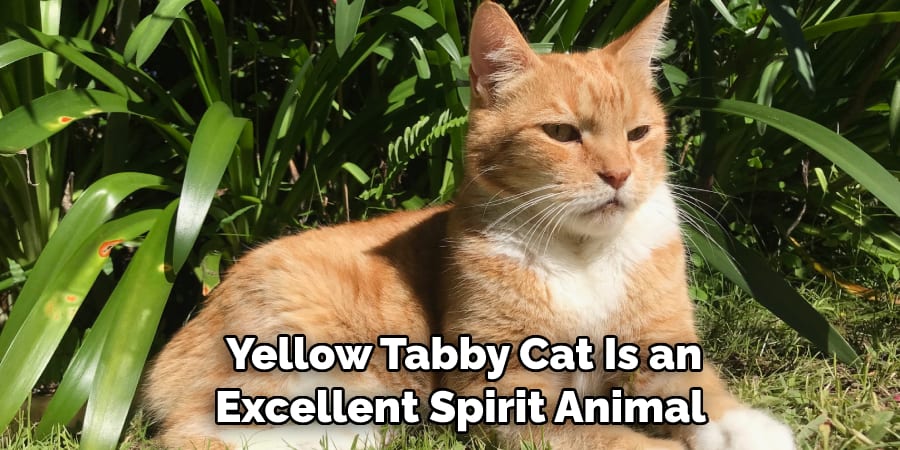  Yellow Tabby Cat Is an  Excellent Spirit Animal 