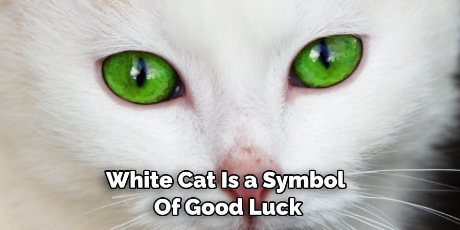 White Cat Is a Symbol  Of Good Luck