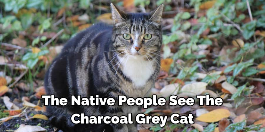 The Native People See The  Charcoal Grey Cat 