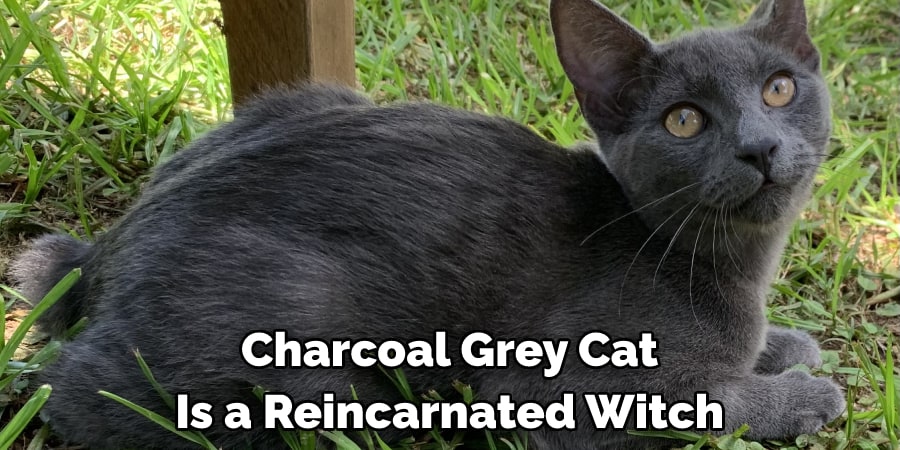 Charcoal Grey Cat  Is a Reincarnated Witch 