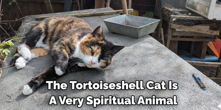 The Tortoiseshell Cat Is  A Very Spiritual Animal