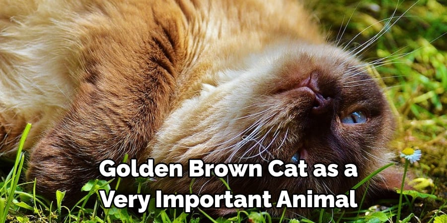 Golden Brown Cat as a  Very Important Animal
