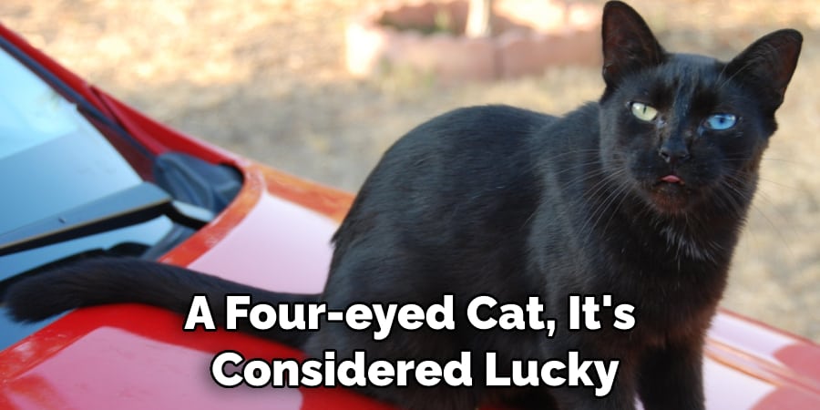 A Four-eyed Cat, It's  Considered Lucky