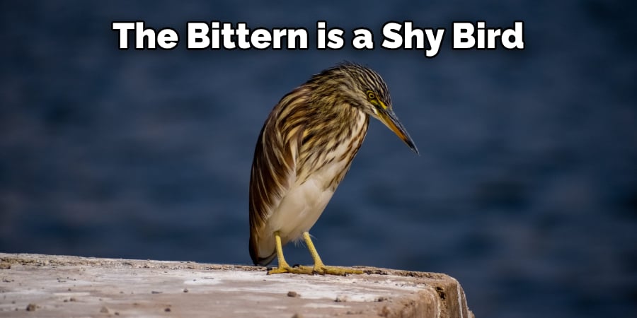 The Bittern is a Shy Bird