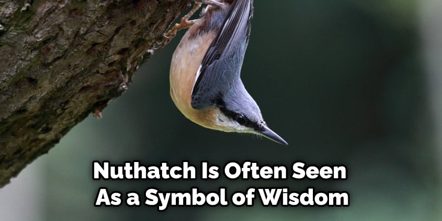 Nuthatch Is Often Seen  As a Symbol of Wisdom
