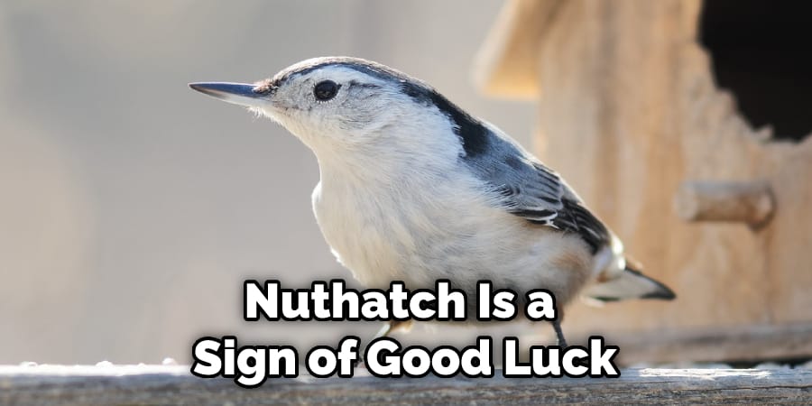 Nuthatch Is a  Sign of Good Luck