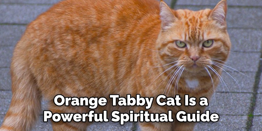 Orange Tabby Cat Is a Powerful  Spiritual Guide