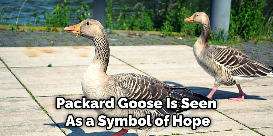 Packard Goose Is Seen  As a Symbol of Hope