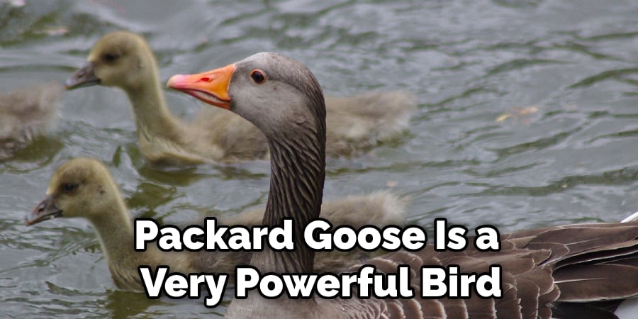 Packard Goose Is a Very Powerful Bird