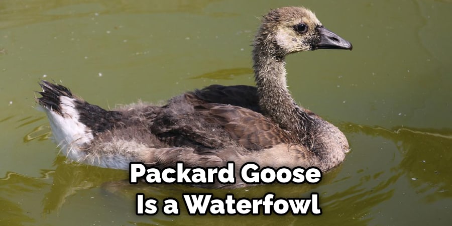 Packard Goose  Is a Waterfowl